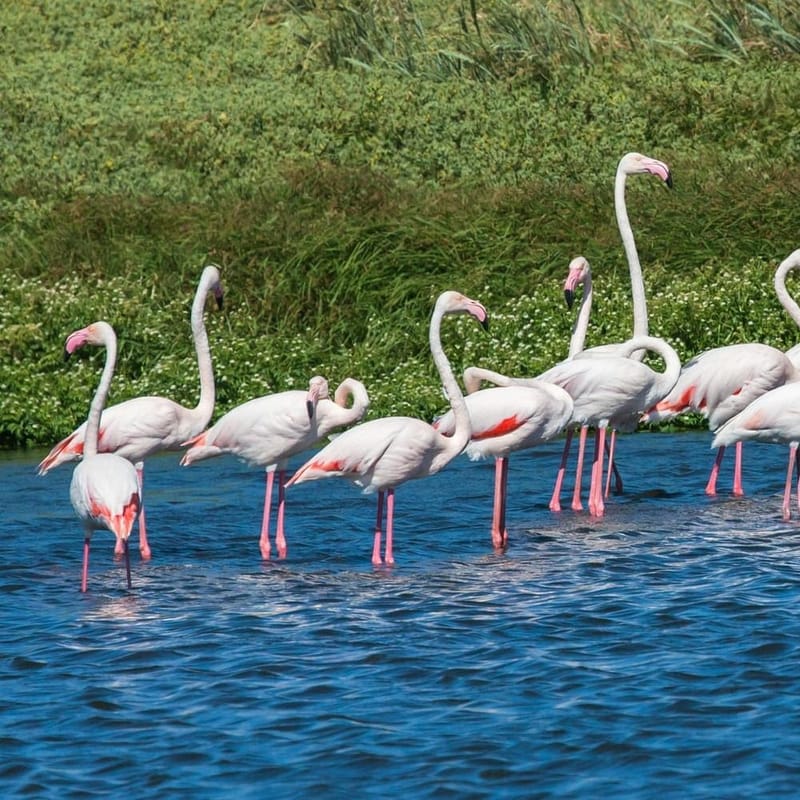 Голанские высоты. Долина Хула.