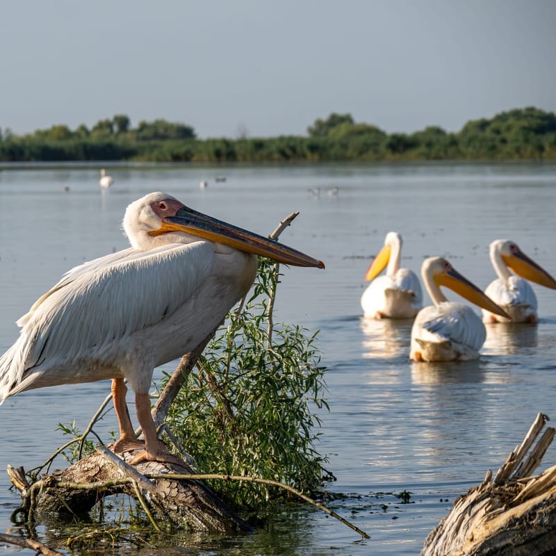 Перелетные птицы Мааган Михаэль. Маршрут легкий 10-12 км пятница.