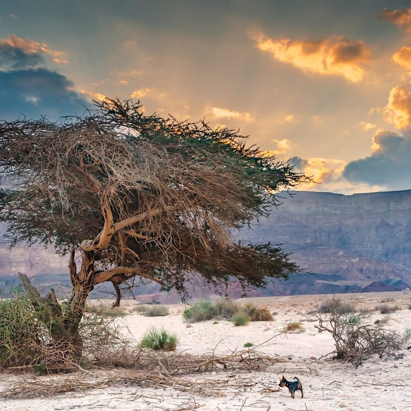 Затеряться в красках пустыни. Два незабываемых дня в пустыне Арава и Негев (пятница-суббота)