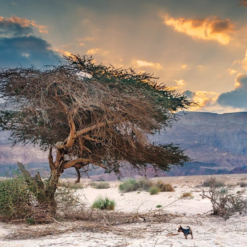 Затеряться в красках пустыни. Два незабываемых дня в пустыне Арава и Негев (пятница-суббота)