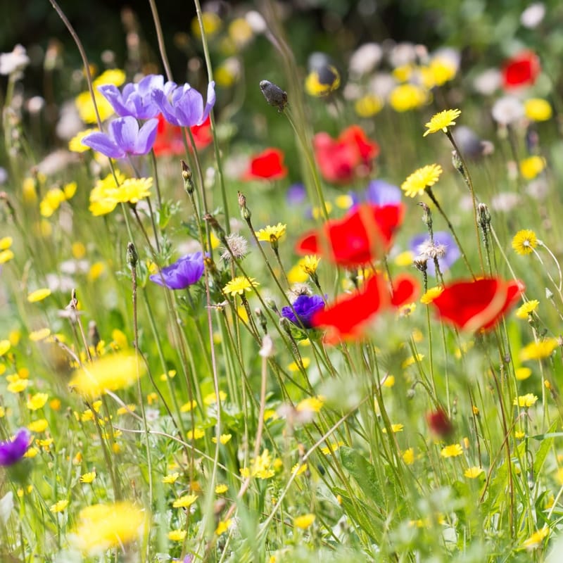 Кармель весной. Поход по ущелью Ягур - протяженность 7 км. Походы по пятницам