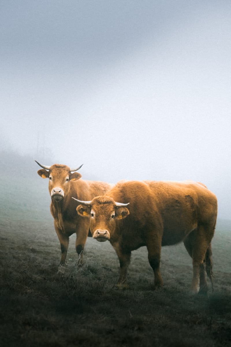 Haute-Vienne, France