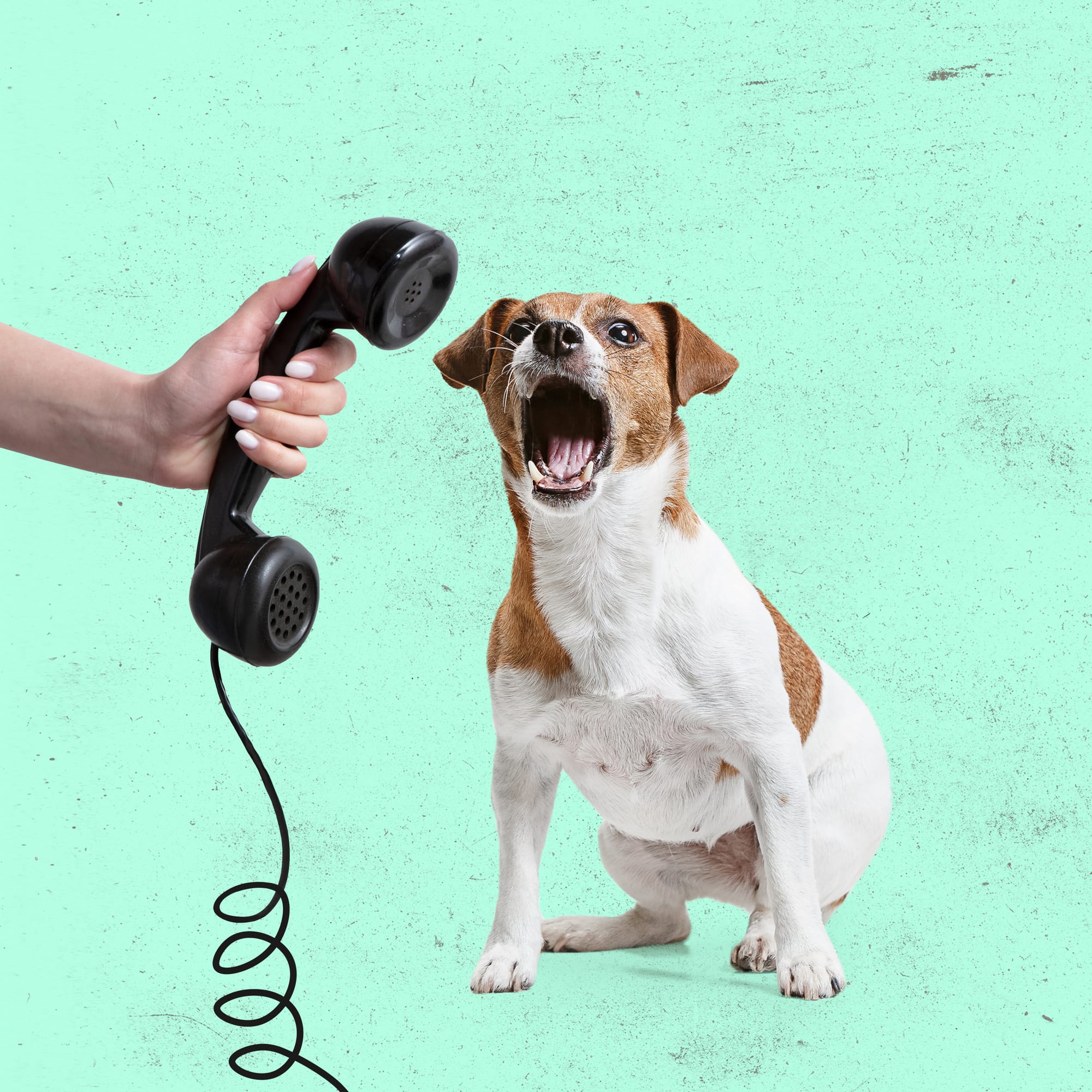 What is "Lifetime Phone Support"?