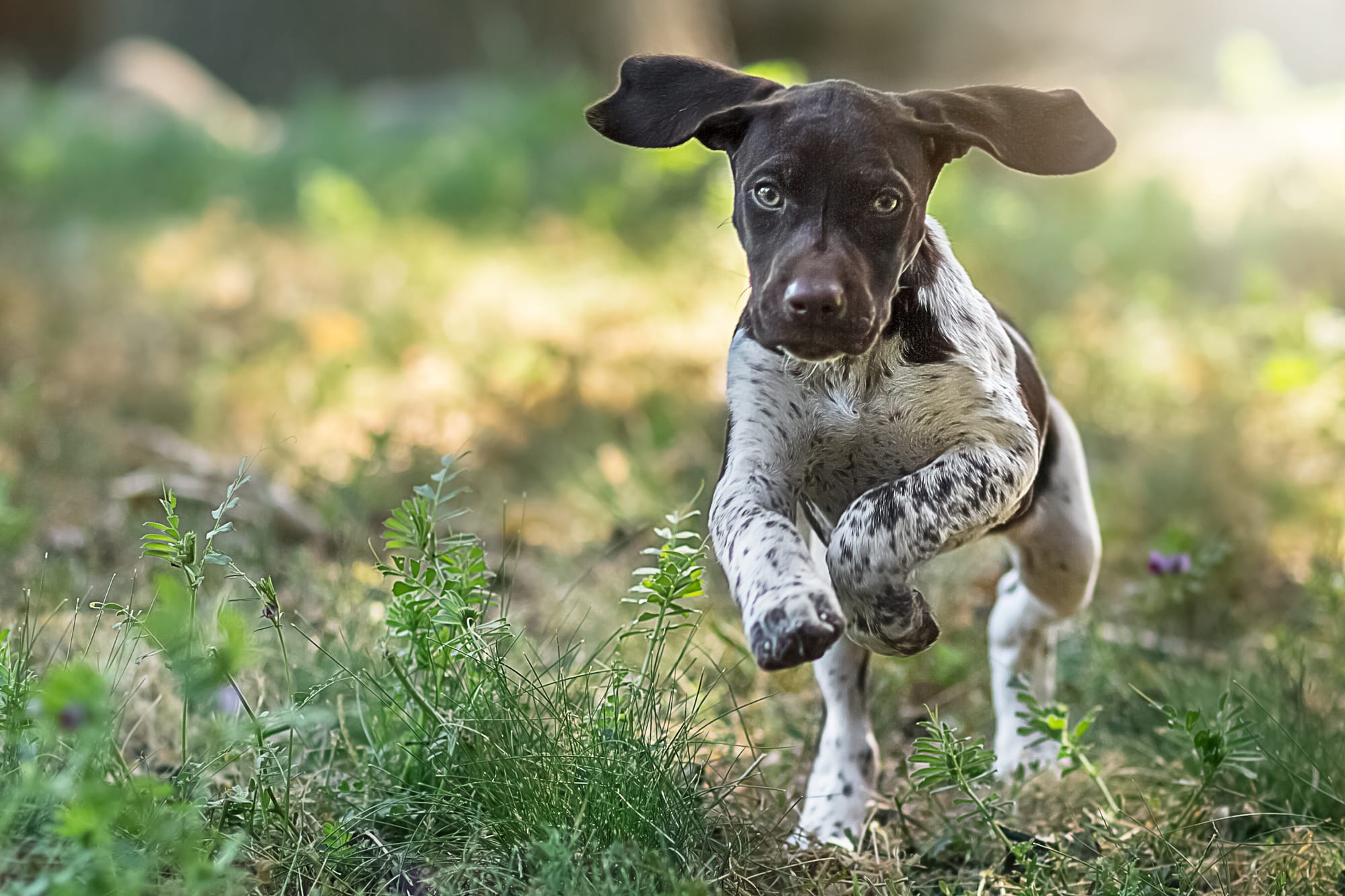Off-LeashTraining Milestones with Felix the GSP