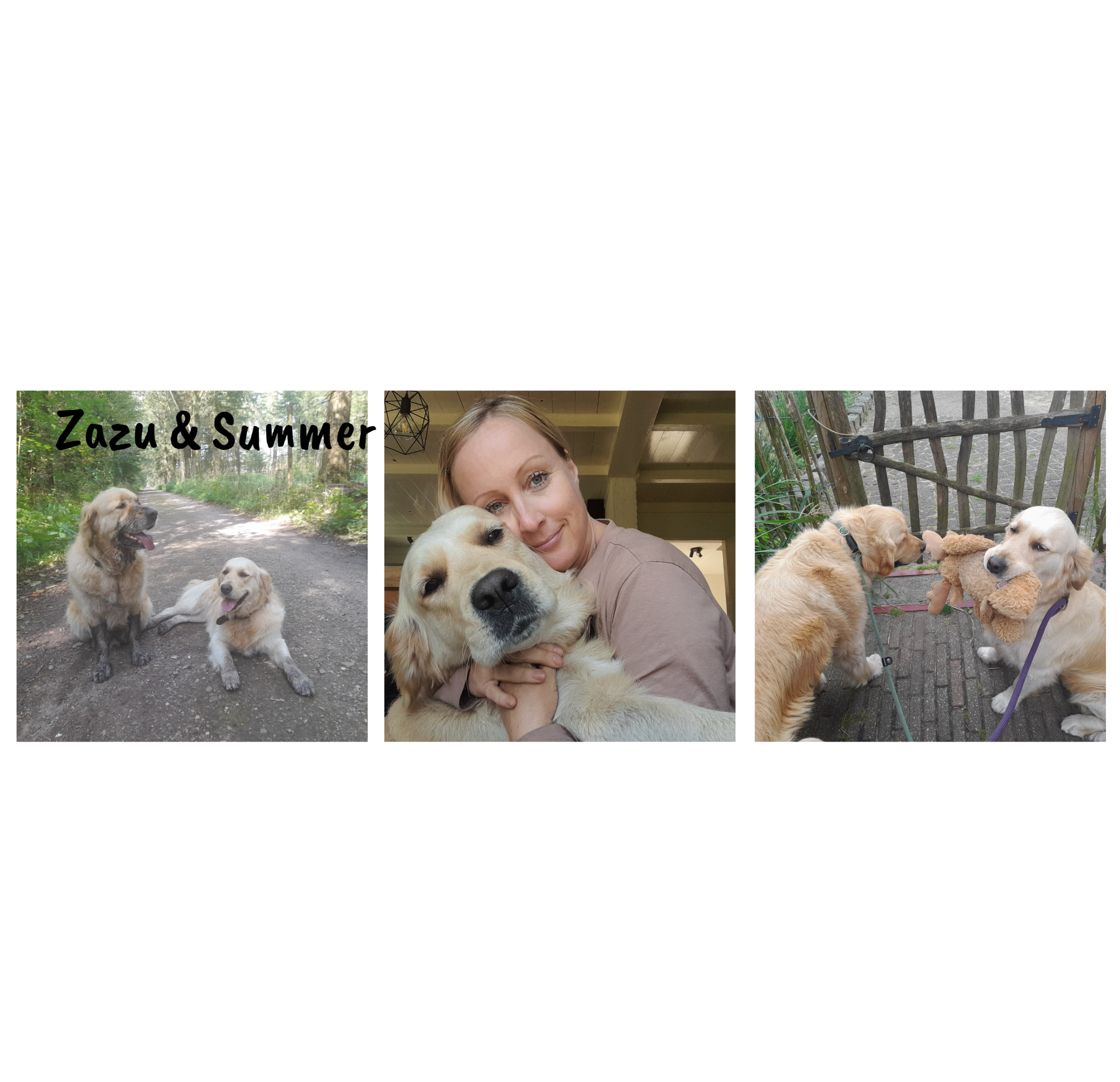 Falling in love with Golden Retrievers (Sept. 2024)