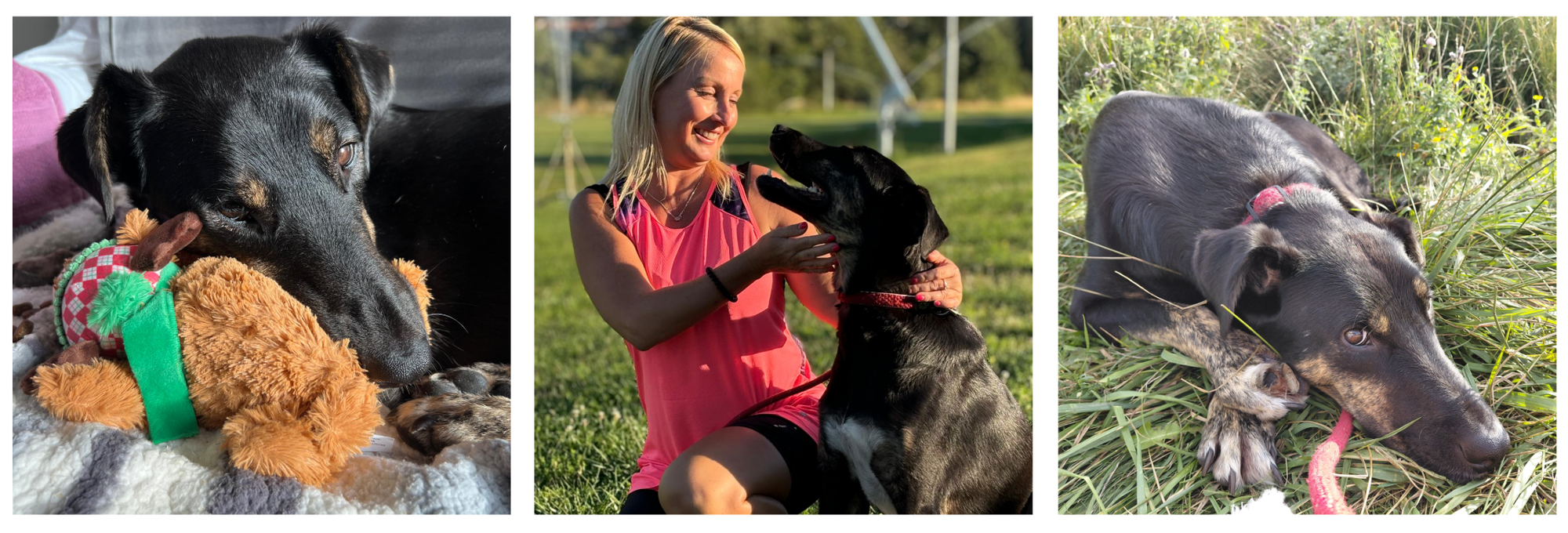 Limpy – My Brave Bulgarian Rescue Who Changed Everything (Dec. 2025)