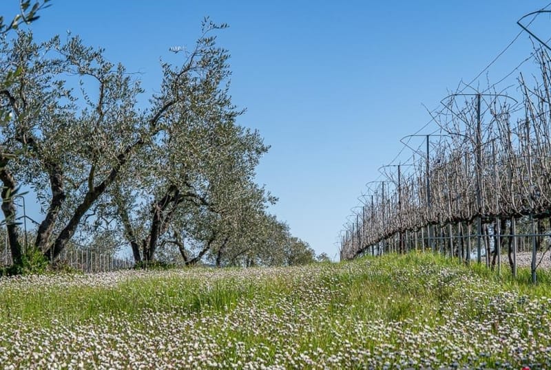 שילוב של בית אוטנטי , בילוי ים ואהבה ליין .