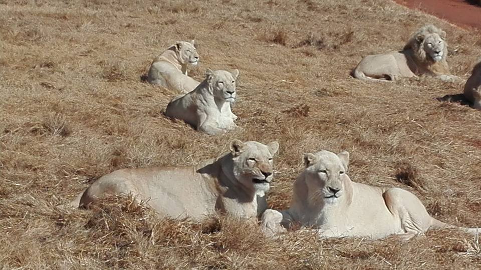 Leones descansando