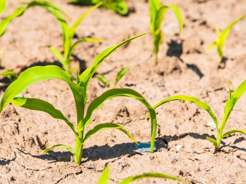 Food security and Livelihood