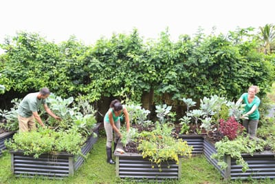 Community Garden Feed A Fellow