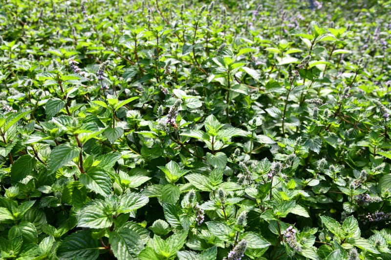 Essential Tasks for August Garden Care