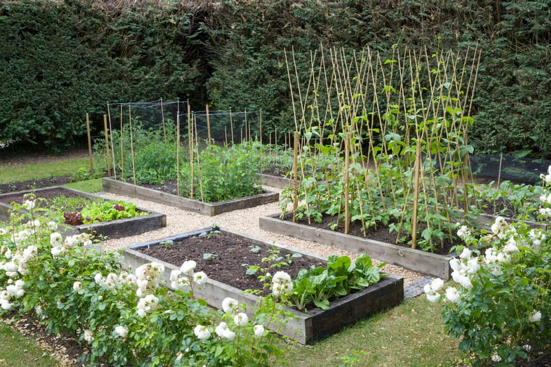 Edible Garden/Food Forest Coaching