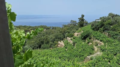 ​'הזהב הנוזלי'