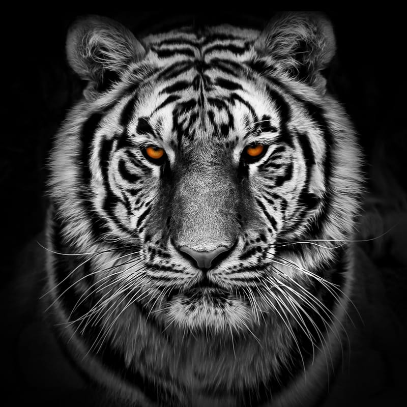 Click on the Tiger above for More Information on Corporate Sponsorships