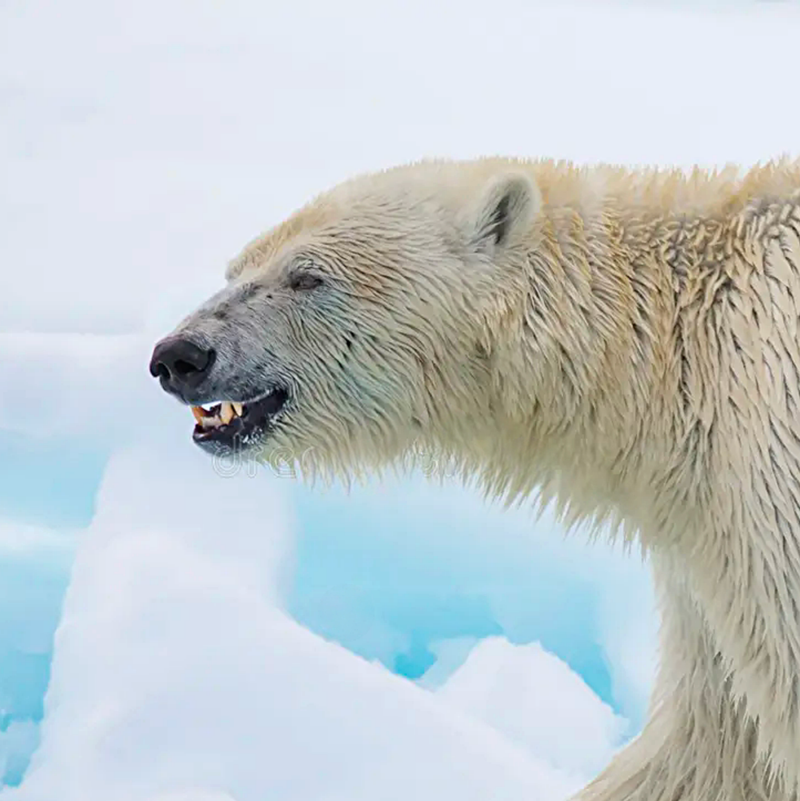 1st AUSTRALIAN ARCTIC FILMING & KAYAK EXPEDITION