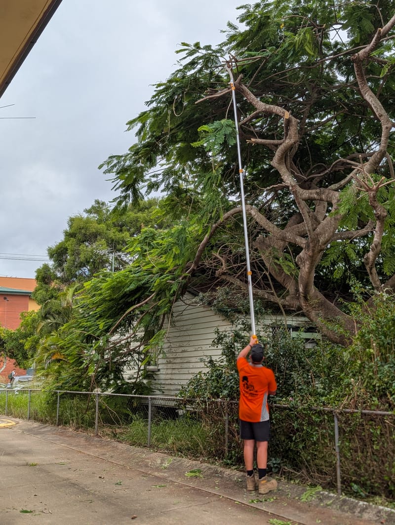 Tree and Palm Removal