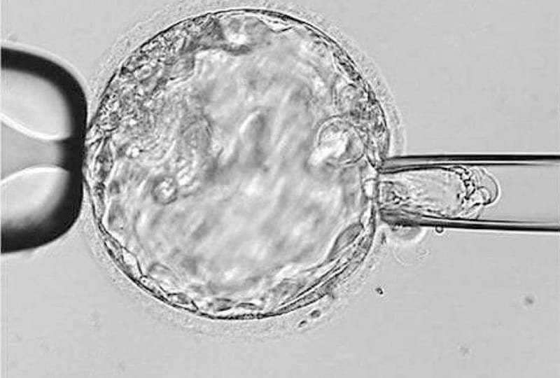 Fallos de implantación con embriones que han superado el Test Genético Preimplantacional: Qué puede estar pasando?