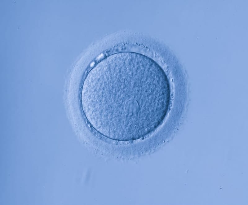 Qué hay detrás de la frase demoledora "tus óvulos son inmaduros" tras una punción ovárica de una FIV-ICSI