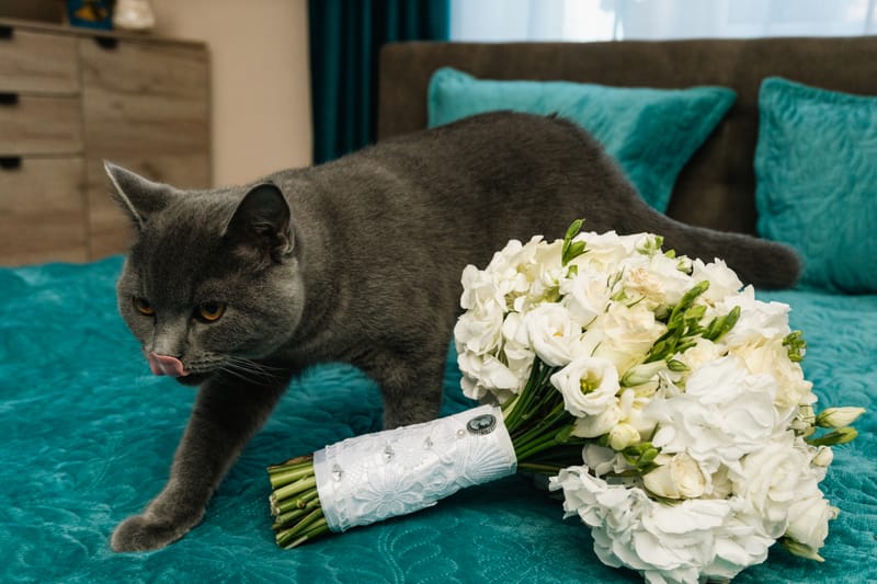 O selecție de imagini care surprind emoția, naturalețea și eleganța fiecărei nunți.