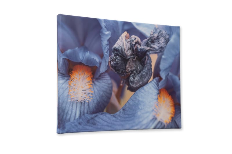 Arta noastră ajunge la tine acasa! Tablouri pe canvas create din fotografiile noastre originale.