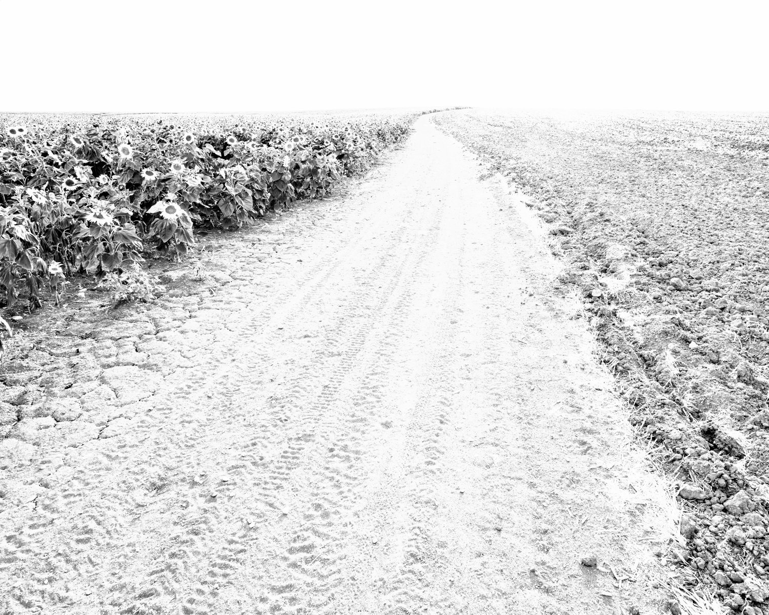 The burnt sunflower field