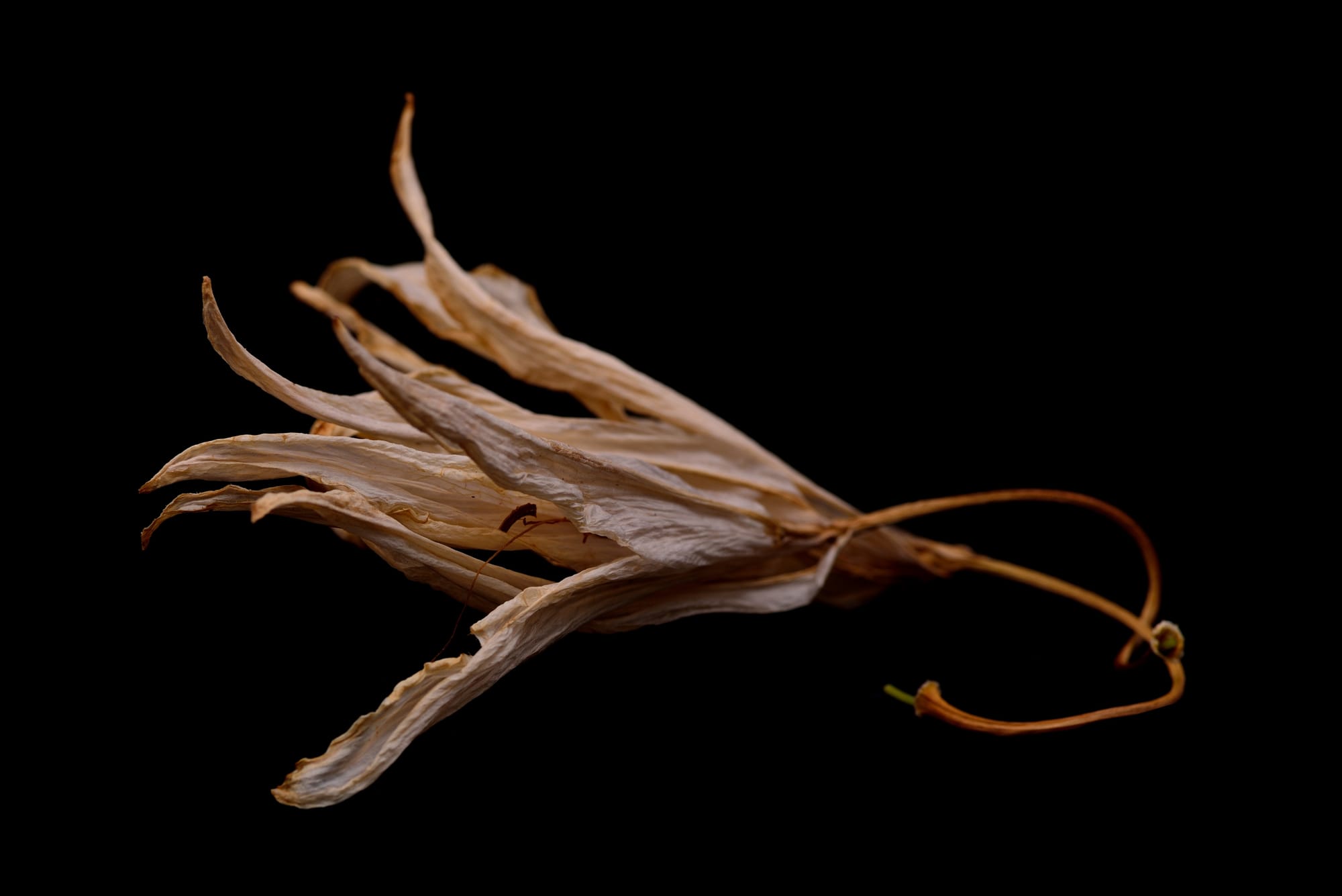 Amaryllis