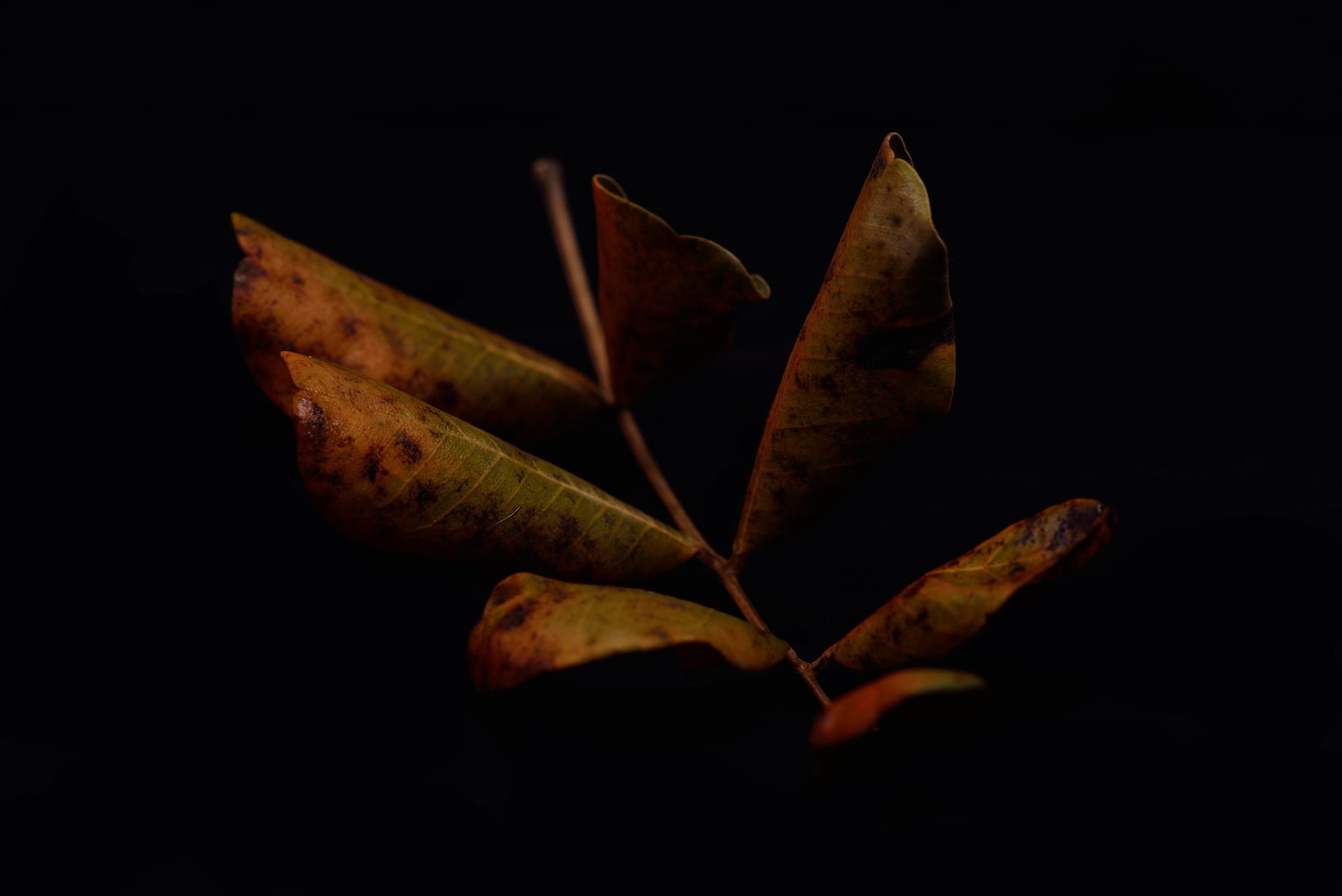 Carob