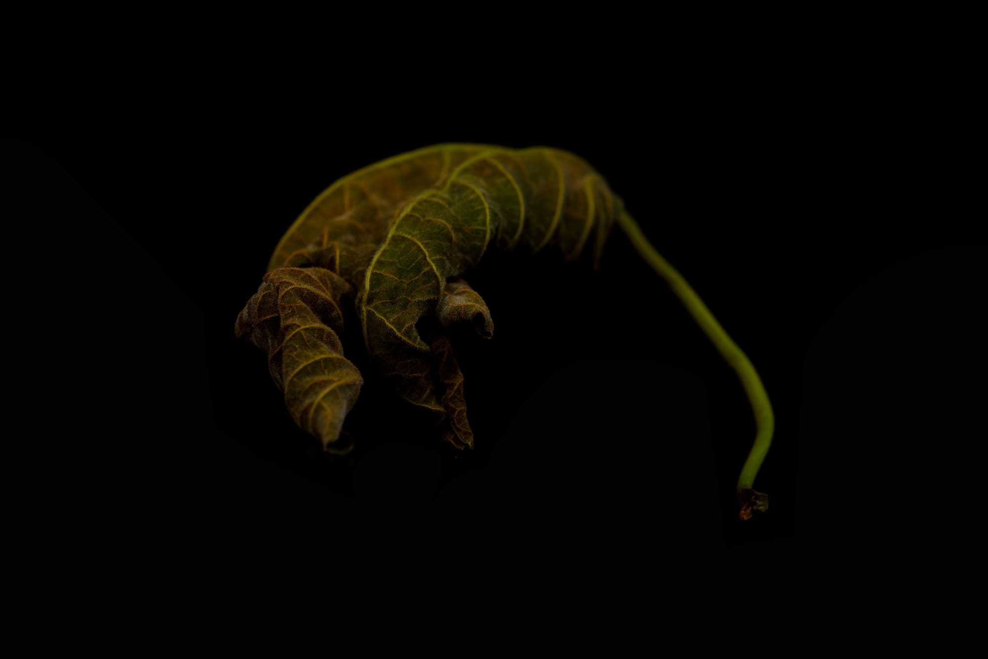 Fig