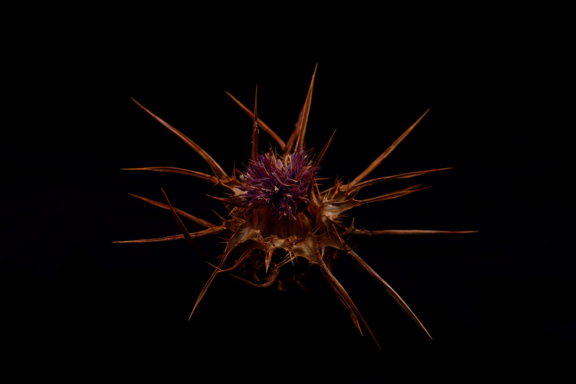 Holy Thistle
