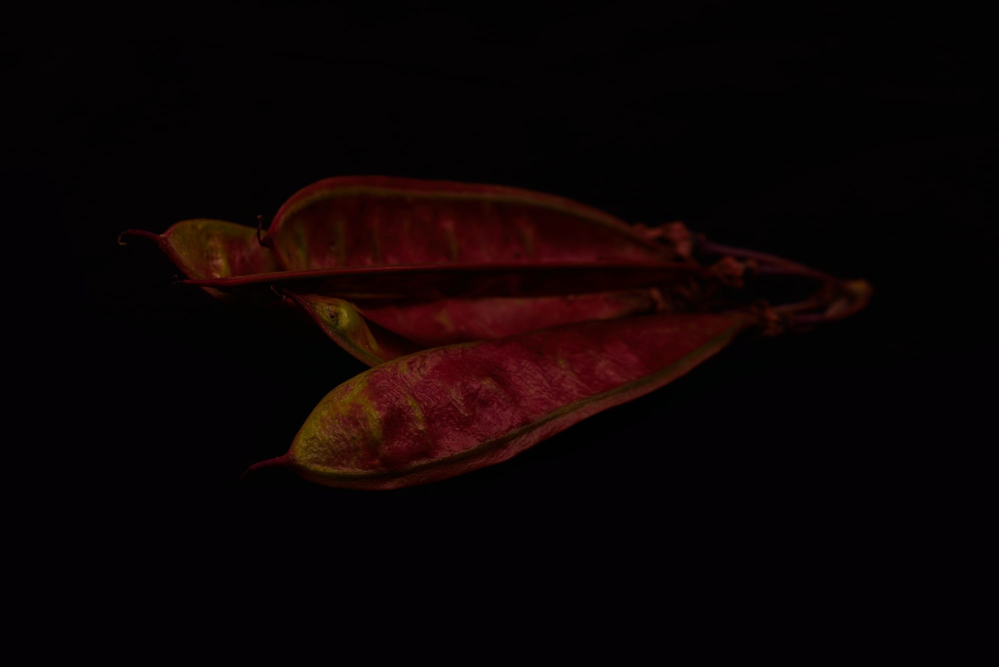 Judas Tree