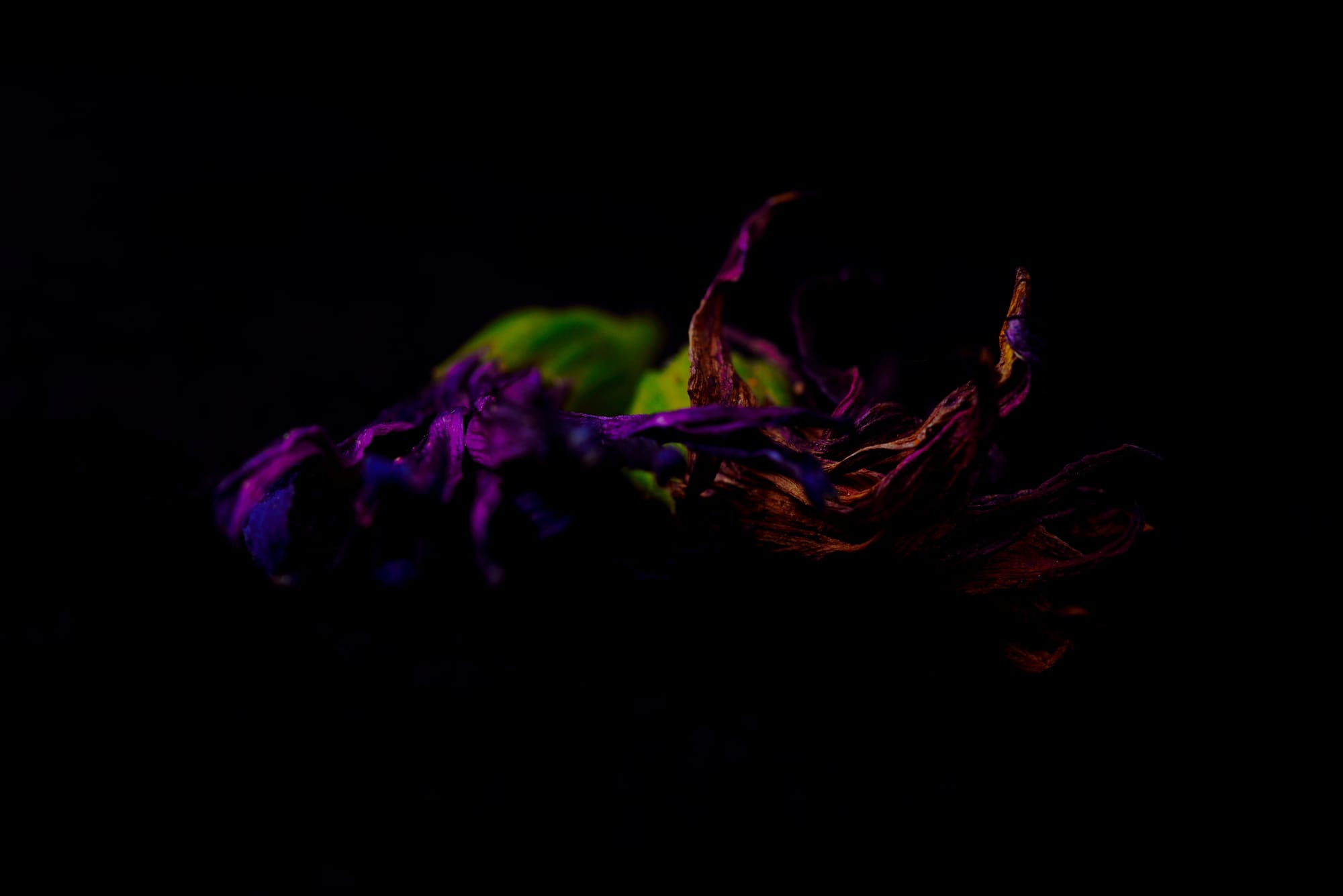Purple African Daisy