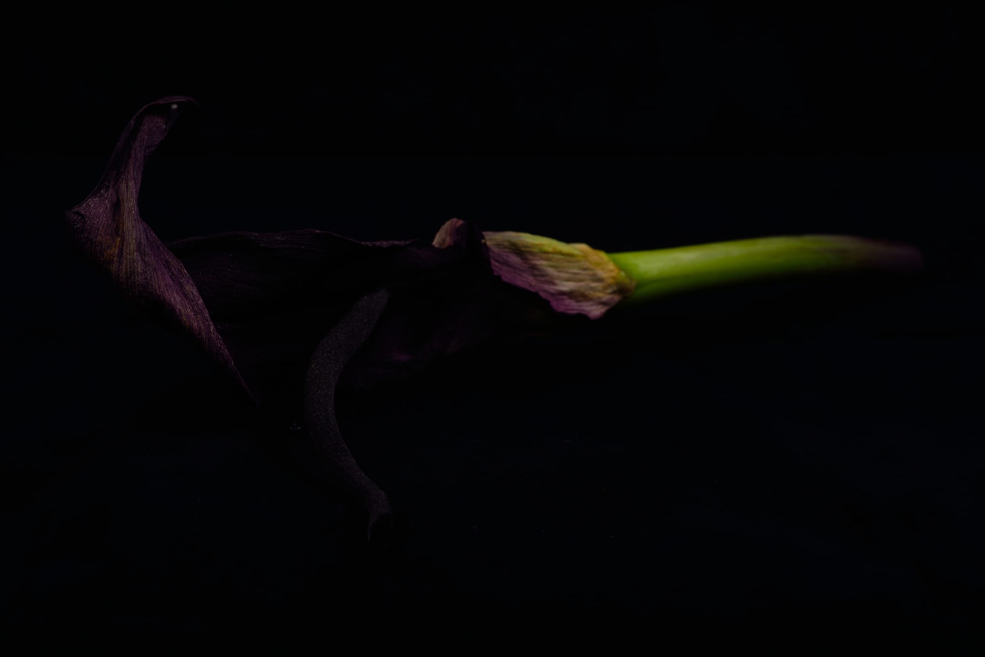 Solomon's Lily