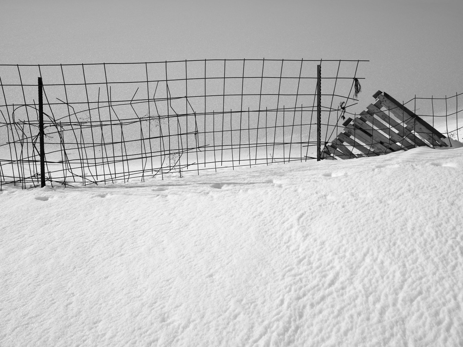 Net of death