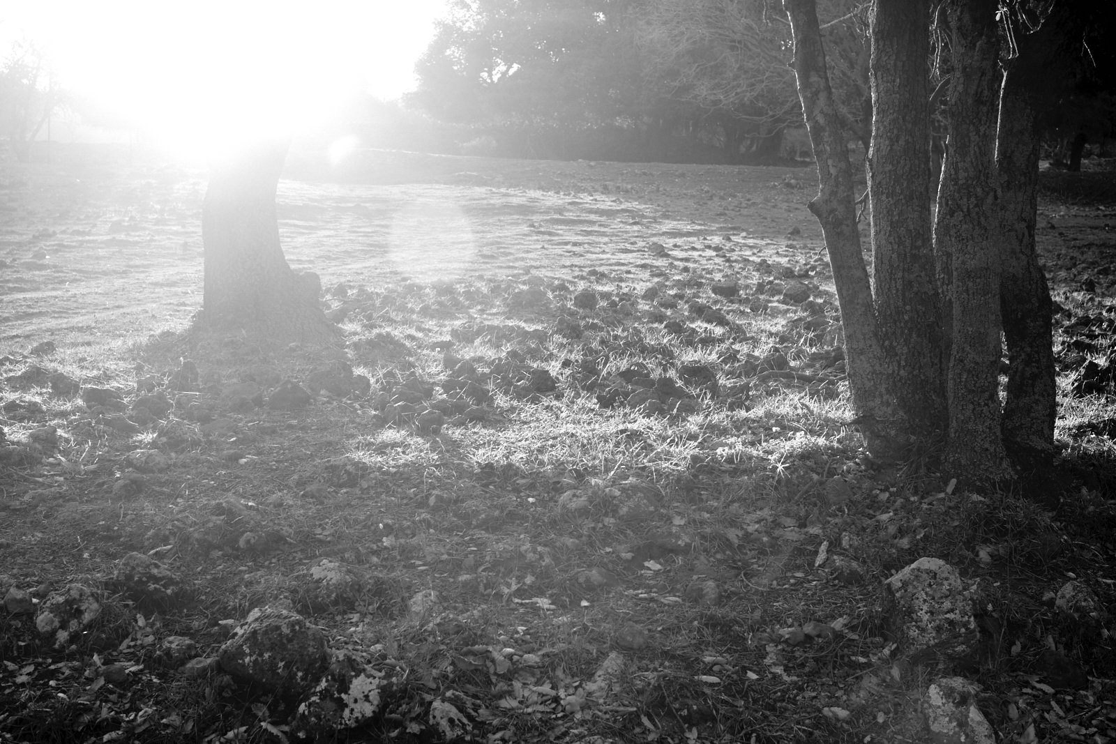 Soft gray morning