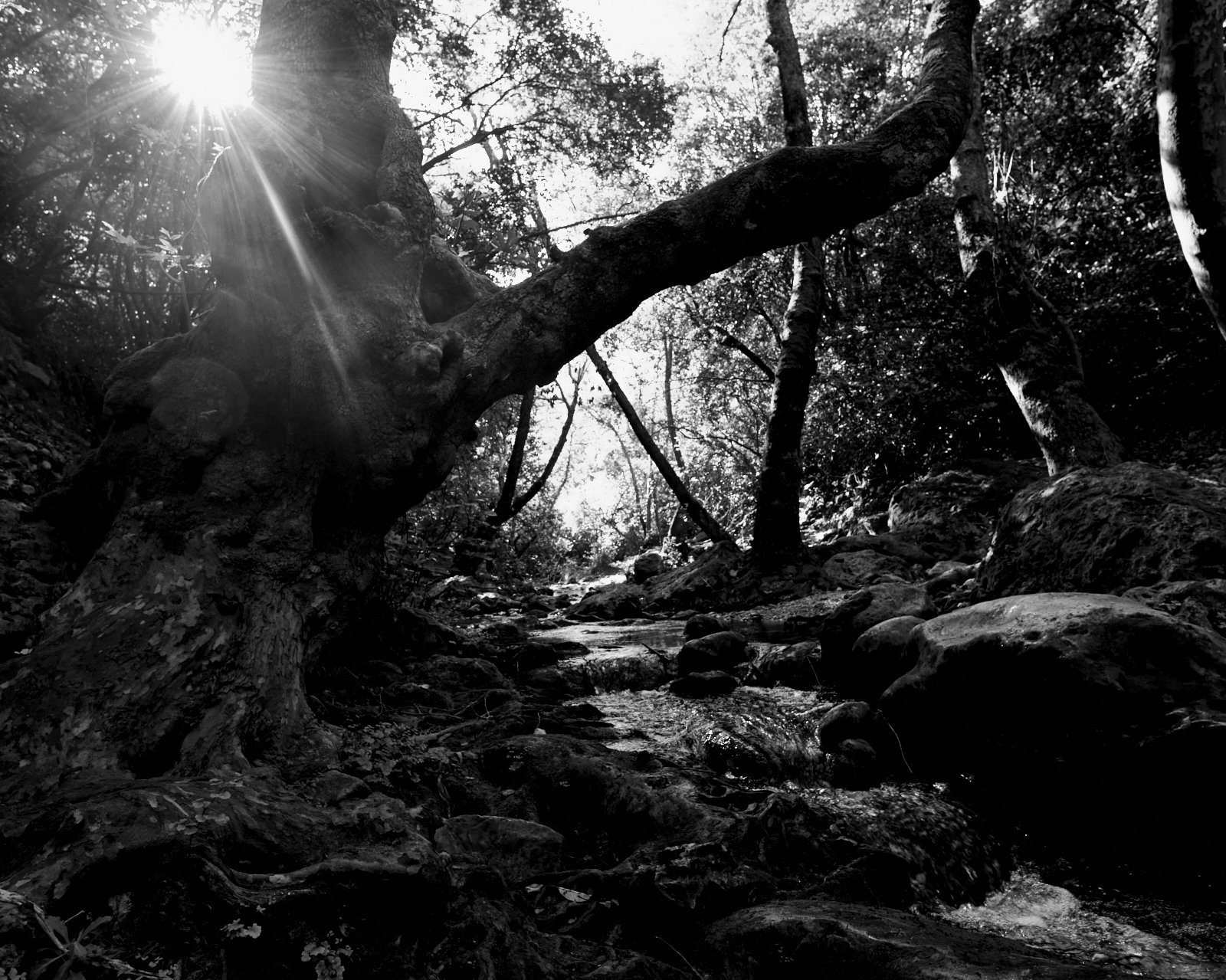The shadows of river
