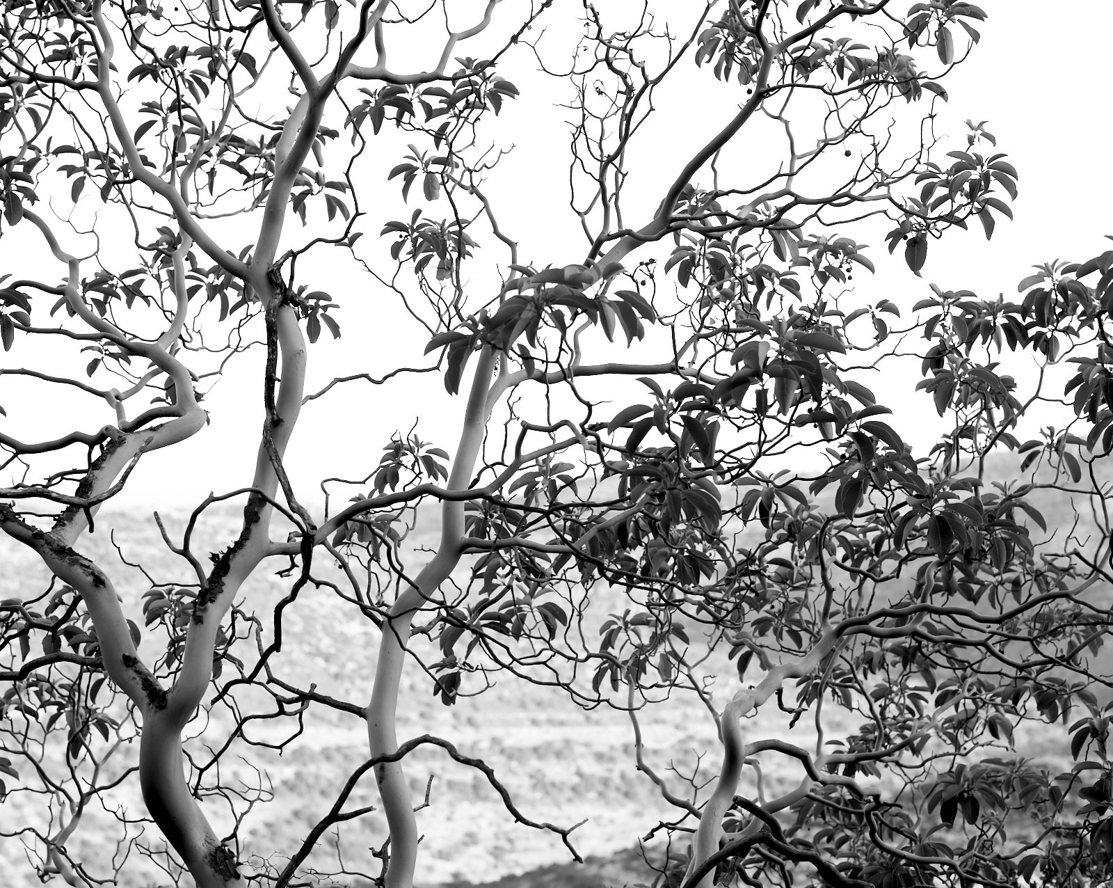 Veins and capillaries
