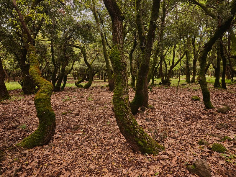 סדנת צילום בהערמת פוקוס