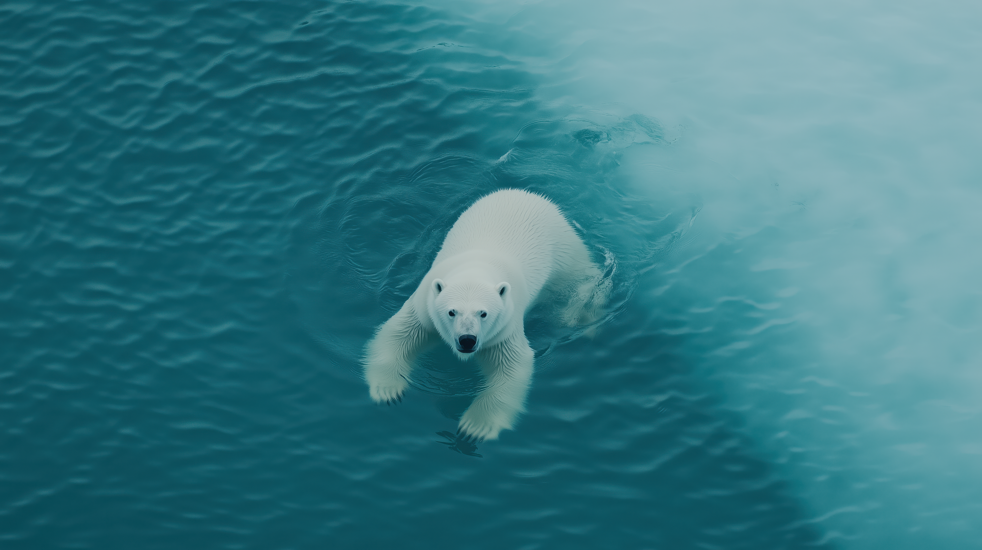 Dia-Show with 29 Midjourney Shots - A polar bear in search of his children