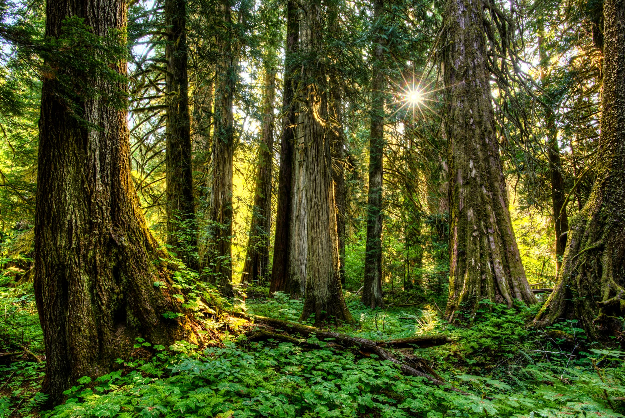 Habitat : de la forêt à nos jardins