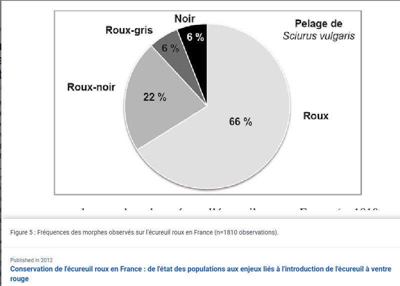 L'écureuil roux pas toujours roux !