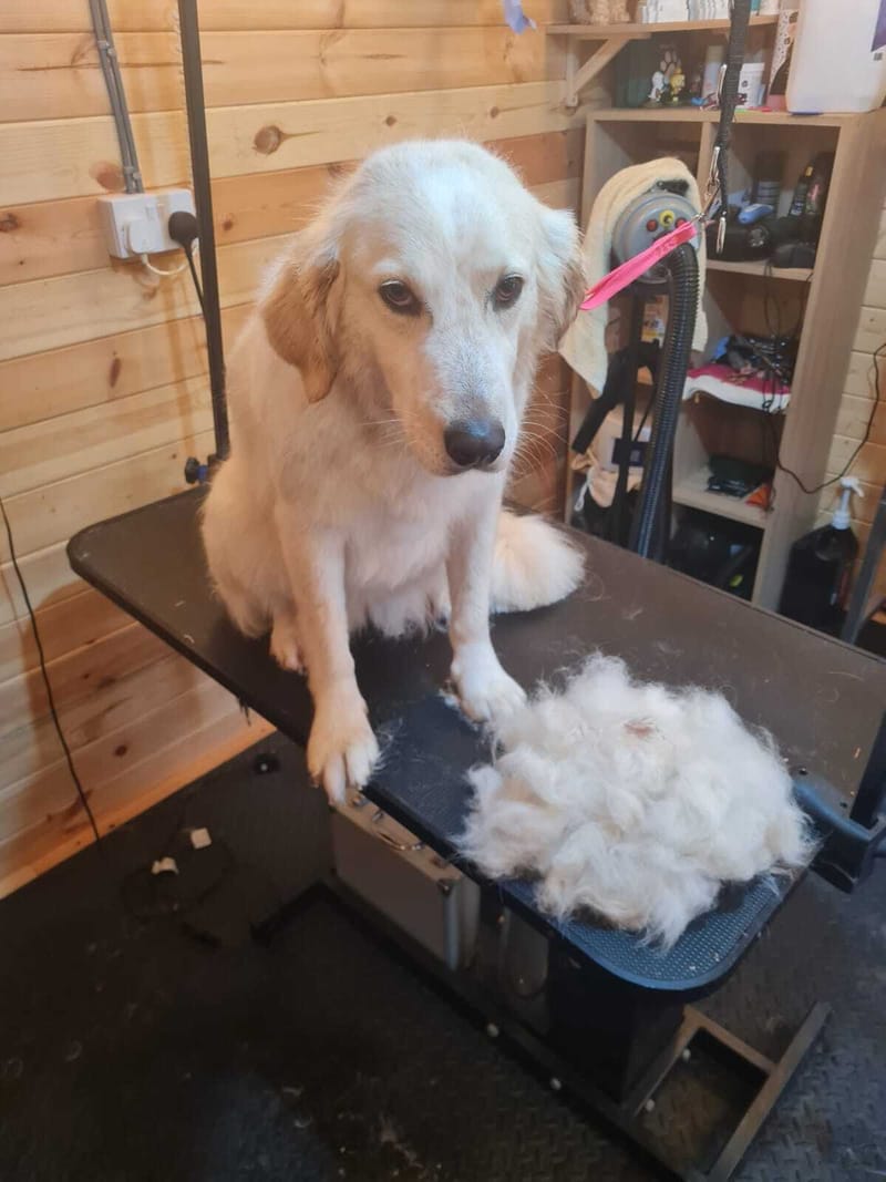 Deshedding