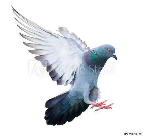 شركة مكافحة وطرد الحمام