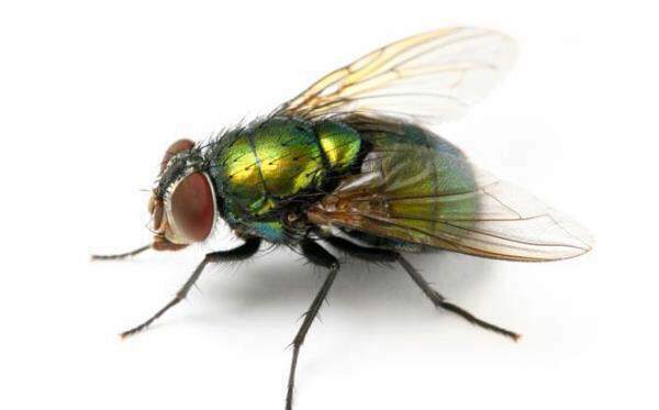 Flies Pest Control Services
