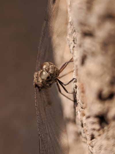 شركة مكافحة حشرات الصياد في أبوظبي @026412323  هل تود التخلص من الحشرات الضارة بكل أنواعها و بشكل نهائي؟ من المؤكد أنك تعبت من تجريب الطرق التقليدية لمكافحة الحشرات دون فائدةنظرا لتنوع الحشرات  الكبير فمنها الحشرات الطائرة و الزاحفة و غيرها الكثير من الحشرات ، هذا عدا عن الأمراض الكثيرة التي تتسبب بها او تنقلهاحيث يعمل البعوض على نقل العديد من الأمراض, و كذلك الذباب,  عدا عن النمل و ما يسببه من تلف للمفروشات و الأثاث المنزليلذا سارع في طلب شركة الصياد  لمكافحة الحشرات في ابوظبي  التي ستقوم بالتخلص من كل انواع الحشرات و القوارض و مكافحتها وفق احدث الوسائل و باستخدام اقوى انواع المبيدات الحشرية.تقدم شركة  الصياد لمكافحة الحشرات في ابوظبي   /026412323/ 0545409717/الخدمات الآتية : :نقوم بمكافحة النمل خصوصا” النمل الأبيض الذي يعد أخطر الأنواع حيث يعمل على التغذي على الخشب المكون للأثاث المنزلي.نقوم بمكافحة الصراصير و كل انواع الخنافس و التي تتسبب بأمراض نفسية للكثيرين الذي يخافون منها.نقوم برش مبيدات ذات قوة و فعالية كبيرة للقضاء على البعوض و الناموس و الذباب.نوفر كل الطرق للقضاء على القوارض و الفئران كتركيب المصائد و سد كل الفتحات التي تشكل منافذ الدخول والخروج لهذه القوارض لا تتردد بالاتصال بنا: 026412323 // 0545409717