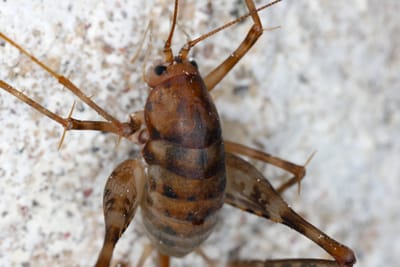 شركة مكافحة حشرات الصياد في أبوظبي @026412323  هل تود التخلص من الحشرات الضارة بكل أنواعها و بشكل نهائي؟ من المؤكد أنك تعبت من تجريب الطرق التقليدية لمكافحة الحشرات دون فائدةنظرا لتنوع الحشرات  الكبير فمنها الحشرات الطائرة و الزاحفة و غيرها الكثير من الحشرات ، هذا عدا عن الأمراض الكثيرة التي تتسبب بها او تنقلهاحيث يعمل البعوض على نقل العديد من الأمراض, و كذلك الذباب,  عدا عن النمل و ما يسببه من تلف للمفروشات و الأثاث المنزليلذا سارع في طلب شركة الصياد  لمكافحة الحشرات في ابوظبي  التي ستقوم بالتخلص من كل انواع الحشرات و القوارض و مكافحتها وفق احدث الوسائل و باستخدام اقوى انواع المبيدات الحشرية.تقدم شركة  الصياد لمكافحة الحشرات في ابوظبي   /026412323/ 0545409717/الخدمات الآتية : :نقوم بمكافحة النمل خصوصا” النمل الأبيض الذي يعد أخطر الأنواع حيث يعمل على التغذي على الخشب المكون للأثاث المنزلي.نقوم بمكافحة الصراصير و كل انواع الخنافس و التي تتسبب بأمراض نفسية للكثيرين الذي يخافون منها.نقوم برش مبيدات ذات قوة و فعالية كبيرة للقضاء على البعوض و الناموس و الذباب.نوفر كل الطرق للقضاء على القوارض و الفئران كتركيب المصائد و سد كل الفتحات التي تشكل منافذ الدخول والخروج لهذه القوارض لا تتردد بالاتصال بنا: 026412323 // 0545409717