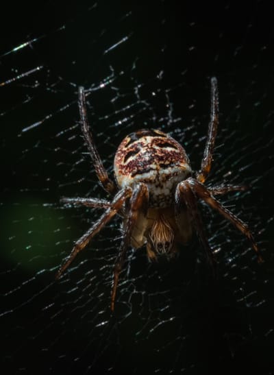 شركة مكافحة حشرات الصياد في أبوظبي @026412323  هل تود التخلص من الحشرات الضارة بكل أنواعها و بشكل نهائي؟ من المؤكد أنك تعبت من تجريب الطرق التقليدية لمكافحة الحشرات دون فائدةنظرا لتنوع الحشرات  الكبير فمنها الحشرات الطائرة و الزاحفة و غيرها الكثير من الحشرات ، هذا عدا عن الأمراض الكثيرة التي تتسبب بها او تنقلهاحيث يعمل البعوض على نقل العديد من الأمراض, و كذلك الذباب,  عدا عن النمل و ما يسببه من تلف للمفروشات و الأثاث المنزليلذا سارع في طلب شركة الصياد  لمكافحة الحشرات في ابوظبي  التي ستقوم بالتخلص من كل انواع الحشرات و القوارض و مكافحتها وفق احدث الوسائل و باستخدام اقوى انواع المبيدات الحشرية.تقدم شركة  الصياد لمكافحة الحشرات في ابوظبي   /026412323/ 0545409717/الخدمات الآتية : :نقوم بمكافحة النمل خصوصا” النمل الأبيض الذي يعد أخطر الأنواع حيث يعمل على التغذي على الخشب المكون للأثاث المنزلي.نقوم بمكافحة الصراصير و كل انواع الخنافس و التي تتسبب بأمراض نفسية للكثيرين الذي يخافون منها.نقوم برش مبيدات ذات قوة و فعالية كبيرة للقضاء على البعوض و الناموس و الذباب.نوفر كل الطرق للقضاء على القوارض و الفئران كتركيب المصائد و سد كل الفتحات التي تشكل منافذ الدخول والخروج لهذه القوارض لا تتردد بالاتصال بنا: 026412323 // 0545409717