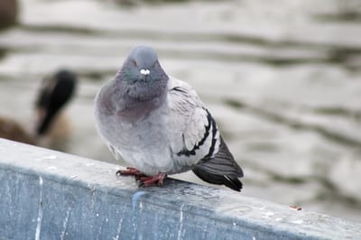 شركة طرد الحمام في شخبوط  مكافحة الحمام تركيب اشواك طاردة للحمام وجل طارد الحمام ورش مبيدات عن الطيور الحمام و الحشرات الضارة وتعد هذه   أحسن شركة مختصة في مجال رش الحشرات في عموم الامارات  كلها، نقوم بالقضاء على مختلف انواع الحشرات المنزلية(الصراصير , النمل الابيض , بق الفراش , الذباب,) و كذلك حشرات الحدائق، بالإضافة الى التخلص من القوارض و الفئران بكل أنواعها، نقوم باستخدام أجود الماركات من مبيدات الحشرات و أقواها و أكثرها فاعلية و المرخصة محليا” من وزارة الصحة، يمكنكم الاعتماد علينا في القضاء على الحشرات