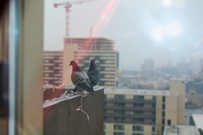 شركة مكافحة حمام في حليفة أ خدمة مكافحة الحمام افضل شركة مكافحة الحمام في ابو ظبي ان في الأوان الاخيرة ظهرت العديد من المشكلات التي تخص الحمام وان هناك الكثير من الاشياء التي تسبب الازعاج لعملائنا الكرام بسبب التعرض الى عشش الحمام في الشبابيك والتكيفات وغيرها من الاماكن المتواجدة في المنازل والفلل ولا تكتفى شركة مكافحة حمام بالقيام بأعمال المكافحة فقط بل تقدم عدد من النصائح الاساسية المميزة التي تساعد في اعمال المكافحة والرش والقضاء على الحمام دون ان يتم الاستعانة بأحد الشركات التي تقوم بهذه الخدمة على الاطلاق فاذا كنت في أي مكان في ابوظبي وتعانى من وجود أي من المشكلات التي تظهر بسبب الحمام .مكافحة الدرايش. البلاكين. الغرميد. فعليك ان تقوم بتطبيق هذه النصائح والاهتمام بأعمال المكافحة بالاضافة الى ان افضل النتائج والخدمات تكن من خلال توفير عدد من الخدمات التي تهتم بها شركتنا على الفور شركة مكافحة الحمام ابوظبي فقررت شركتنا ان تهتم بأعمال المكافحة والقضاء على الحمام والاشياء والاسباب التي ادت الى الكثير من المشكلات بسبب التعرض الى الحمام (• شركة مكافحة الحمام في ابوظبي) توفر شركتنا فريق عمل متخصص في تنظيف أسطح المساكن والعديد من المنشآت من آثار الطيوربقايا • لمنع وجود الحشرات والقوارض . • تهتم أيضا بتوفير خدمة تنظيف المناور والحدائق المحيطة بالمساكن وغيرها من المباني . • توفير الأسياخ المعدنية والتي يتم تركيبها في أطراف أسطح المساكن لطرد الطيور ومنع تواجدها . • . • للتأكد من سلامتها وأنها خالية من الأمراض والأوبئة لحماية العميل .للتواصل معنا 0505597712 • sayyadcompany5@gmail.comفي