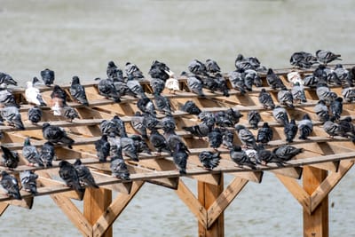 شركة مكافحة حمام في حليفة أ خدمة مكافحة الحمام افضل شركة مكافحة الحمام في ابو ظبي ان في الأوان الاخيرة ظهرت العديد من المشكلات التي تخص الحمام وان هناك الكثير من الاشياء التي تسبب الازعاج لعملائنا الكرام بسبب التعرض الى عشش الحمام في الشبابيك والتكيفات وغيرها من الاماكن المتواجدة في المنازل والفلل ولا تكتفى شركة مكافحة حمام بالقيام بأعمال المكافحة فقط بل تقدم عدد من النصائح الاساسية المميزة التي تساعد في اعمال المكافحة والرش والقضاء على الحمام دون ان يتم الاستعانة بأحد الشركات التي تقوم بهذه الخدمة على الاطلاق فاذا كنت في أي مكان في ابوظبي وتعانى من وجود أي من المشكلات التي تظهر بسبب الحمام .مكافحة الدرايش. البلاكين. الغرميد. فعليك ان تقوم بتطبيق هذه النصائح والاهتمام بأعمال المكافحة بالاضافة الى ان افضل النتائج والخدمات تكن من خلال توفير عدد من الخدمات التي تهتم بها شركتنا على الفور شركة مكافحة الحمام ابوظبي فقررت شركتنا ان تهتم بأعمال المكافحة والقضاء على الحمام والاشياء والاسباب التي ادت الى الكثير من المشكلات بسبب التعرض الى الحمام (• شركة مكافحة الحمام في ابوظبي) توفر شركتنا فريق عمل متخصص في تنظيف أسطح المساكن والعديد من المنشآت من آثار الطيوربقايا • لمنع وجود الحشرات والقوارض . • تهتم أيضا بتوفير خدمة تنظيف المناور والحدائق المحيطة بالمساكن وغيرها من المباني . • توفير الأسياخ المعدنية والتي يتم تركيبها في أطراف أسطح المساكن لطرد الطيور ومنع تواجدها . • . • للتأكد من سلامتها وأنها خالية من الأمراض والأوبئة لحماية العميل .للتواصل معنا 0505597712 • sayyadcompany5@gmail.comفي