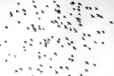 شركة مكافحة حمام في حليفة أ خدمة مكافحة الحمام افضل شركة مكافحة الحمام في ابو ظبي ان في الأوان الاخيرة ظهرت العديد من المشكلات التي تخص الحمام وان هناك الكثير من الاشياء التي تسبب الازعاج لعملائنا الكرام بسبب التعرض الى عشش الحمام في الشبابيك والتكيفات وغيرها من الاماكن المتواجدة في المنازل والفلل ولا تكتفى شركة مكافحة حمام بالقيام بأعمال المكافحة فقط بل تقدم عدد من النصائح الاساسية المميزة التي تساعد في اعمال المكافحة والرش والقضاء على الحمام دون ان يتم الاستعانة بأحد الشركات التي تقوم بهذه الخدمة على الاطلاق فاذا كنت في أي مكان في ابوظبي وتعانى من وجود أي من المشكلات التي تظهر بسبب الحمام .مكافحة الدرايش. البلاكين. الغرميد. فعليك ان تقوم بتطبيق هذه النصائح والاهتمام بأعمال المكافحة بالاضافة الى ان افضل النتائج والخدمات تكن من خلال توفير عدد من الخدمات التي تهتم بها شركتنا على الفور شركة مكافحة الحمام ابوظبي فقررت شركتنا ان تهتم بأعمال المكافحة والقضاء على الحمام والاشياء والاسباب التي ادت الى الكثير من المشكلات بسبب التعرض الى الحمام (• شركة مكافحة الحمام في ابوظبي) توفر شركتنا فريق عمل متخصص في تنظيف أسطح المساكن والعديد من المنشآت من آثار الطيوربقايا • لمنع وجود الحشرات والقوارض . • تهتم أيضا بتوفير خدمة تنظيف المناور والحدائق المحيطة بالمساكن وغيرها من المباني . • توفير الأسياخ المعدنية والتي يتم تركيبها في أطراف أسطح المساكن لطرد الطيور ومنع تواجدها . • . • للتأكد من سلامتها وأنها خالية من الأمراض والأوبئة لحماية العميل .للتواصل معنا 0505597712 • sayyadcompany5@gmail.comفي